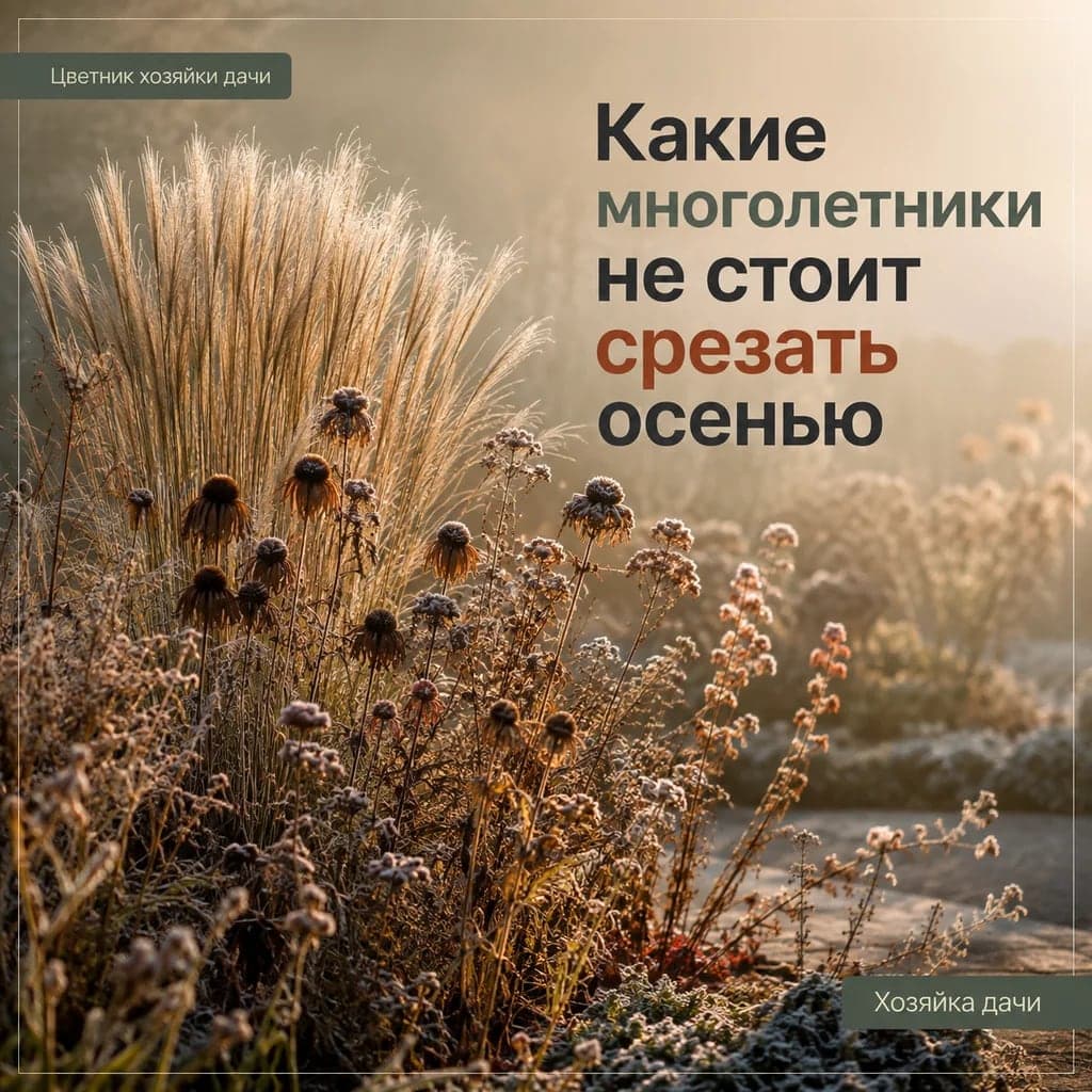 Какие многолетники не стоит срезать осенью