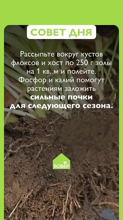 Осенний уход за флоксами и хостами
